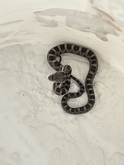 Pantherophis alleghaniensis