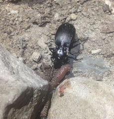Abax parallelepipedus curtulus