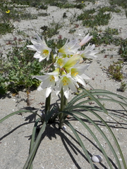 Zephyranthes ananuca