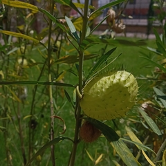 Gomphocarpus physocarpus