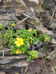 Oxalis megalorrhiza