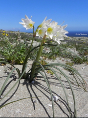 Zephyranthes ananuca
