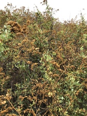 Atriplex lentiformis