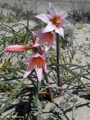 Zephyranthes ananuca