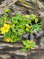 Oxalis megalorrhiza