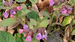 Pulmonaria officinalis