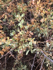 Atriplex lentiformis