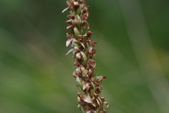 Platanthera