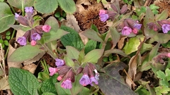 Pulmonaria officinalis