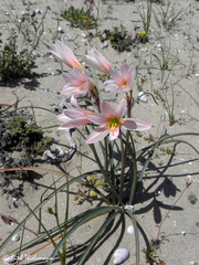 Zephyranthes ananuca