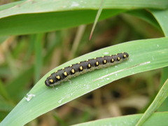 Tenthredo mandibularis