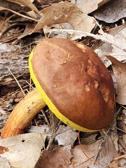 Aureoboletus projectellus