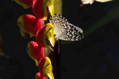 Hamadryas februa ferox