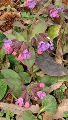 Pulmonaria officinalis