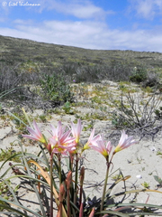 Zephyranthes ananuca