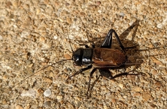 Gryllus pennsylvanicus