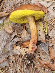 Aureoboletus projectellus