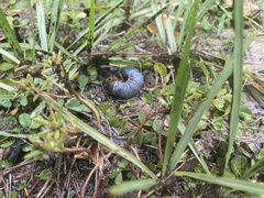 Scarabaeidae
