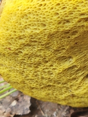 Aureoboletus projectellus