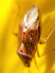 Lygus lineolaris