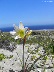 Zephyranthes ananuca