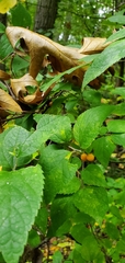 Celtis tenuifolia