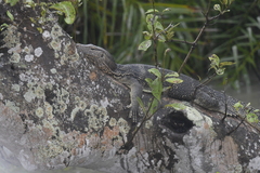Varanus salvator