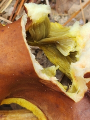 Aureoboletus projectellus