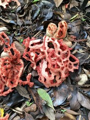 Clathrus ruber