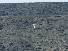 Cygnus melancoryphus