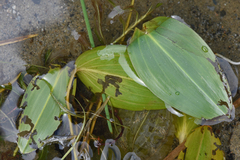 Potamogeton