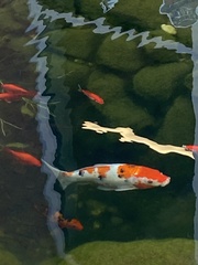 Cyprinus rubrofuscus