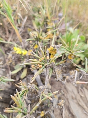 Ephedra breana
