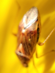 Lygus lineolaris