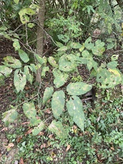 Celtis occidentalis
