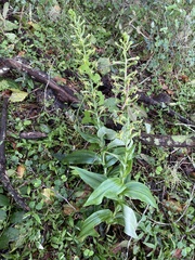 Habenaria floribunda