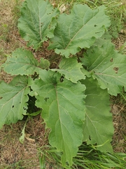 Arctium minus