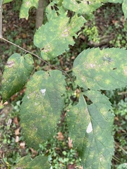 Celtis occidentalis