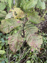 Carya ovata