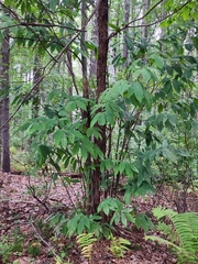 Castanea dentata