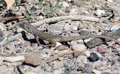 Aspidoscelis marmoratus