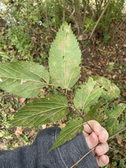 Celtis occidentalis