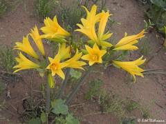 Zephyranthes bagnoldii