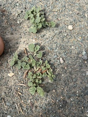Malvella leprosa