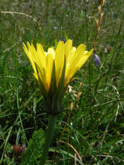 Tragopogon orientalis