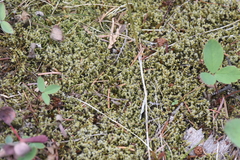 Racomitrium lanuginosum