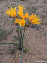 Zephyranthes bagnoldii
