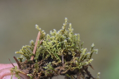 Racomitrium lanuginosum