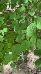 Dirca palustris