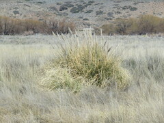 Cortaderia